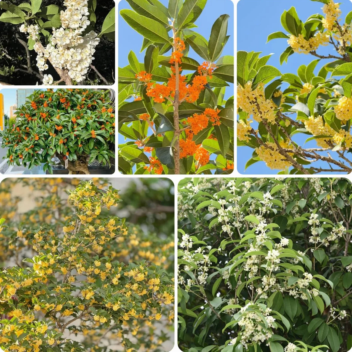 Osmanthus Fragrans semillas de jardín perenne resistente 45 piezas