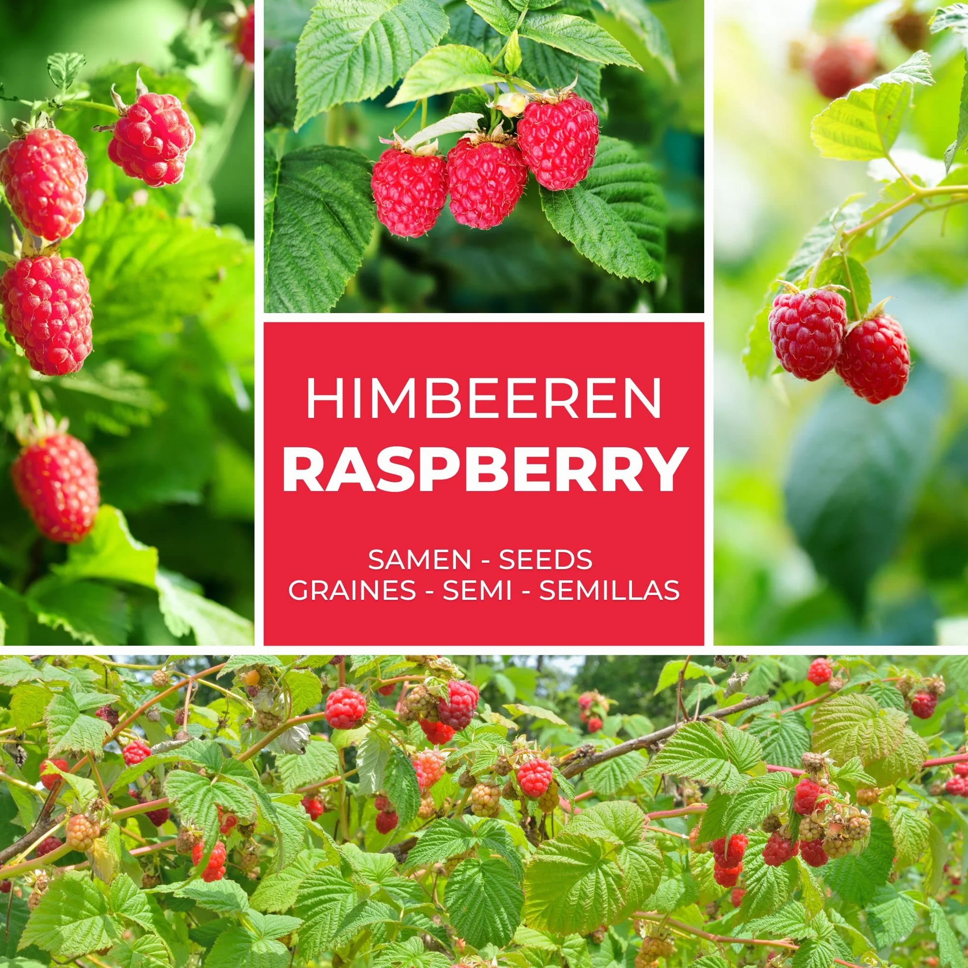 Semillas de Frambuesa Roja Rubus idaeus Perenne 50 Uds Resistente al Invierno
