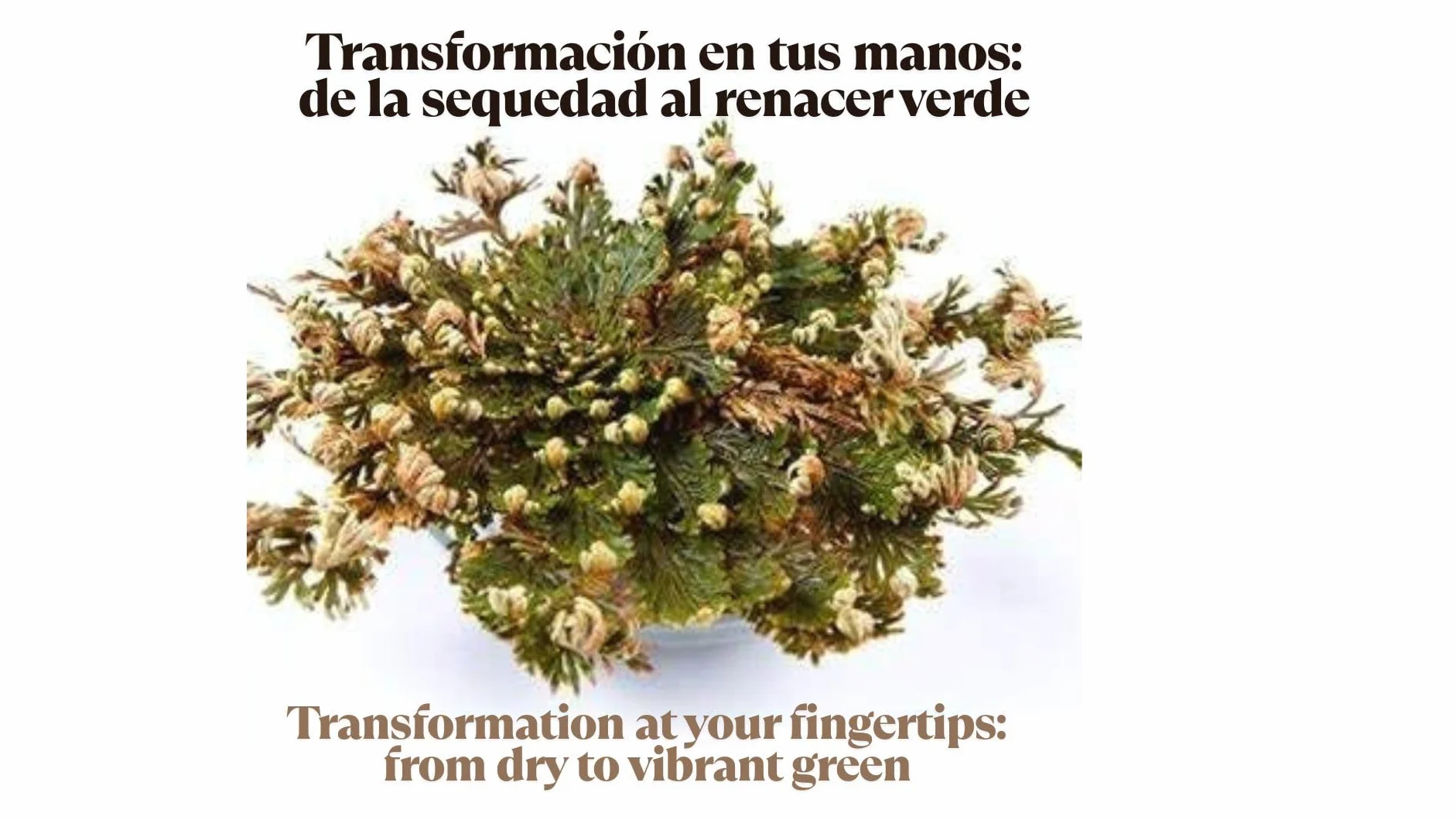 Rosa de Jericó Grande INKANAT - Planta de la Resurrección