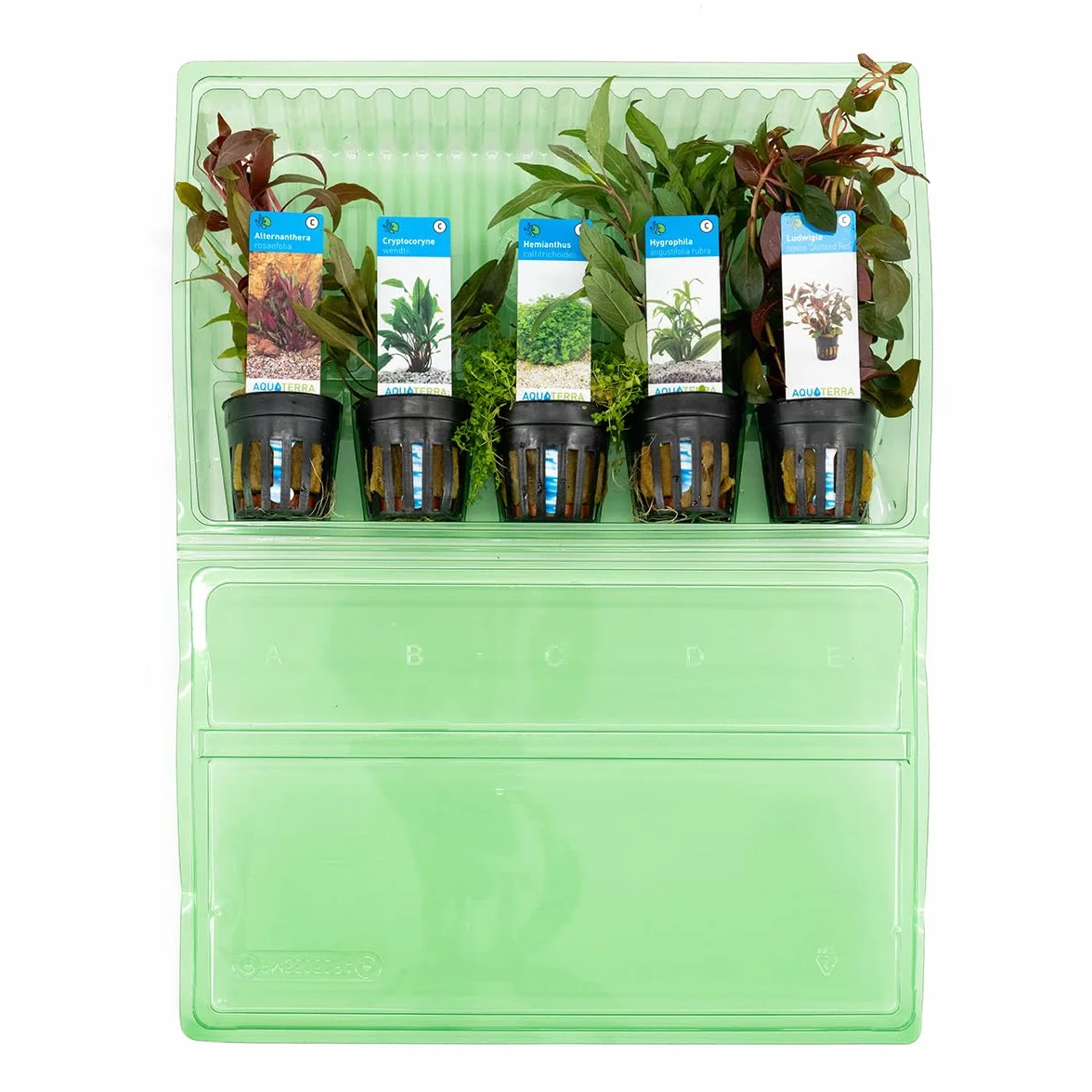 Bloomique 5er Set Aquarium Pflanzen Echt Wasserpflanzen Sauerstoff Höhe 15-20 cm