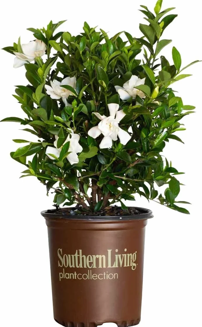 Arbusto Gardenia Planta Natural Flores Blancas