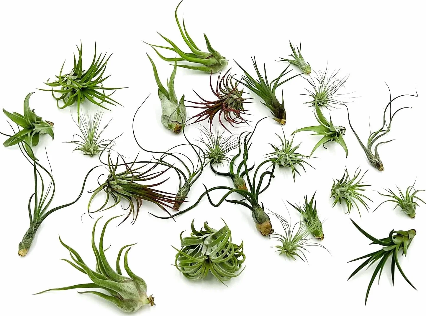 Pack Tillandsias Naturales Plantas Aéreas Sin Tierra Set Variado Decorativo Fácil Cuidado (15)