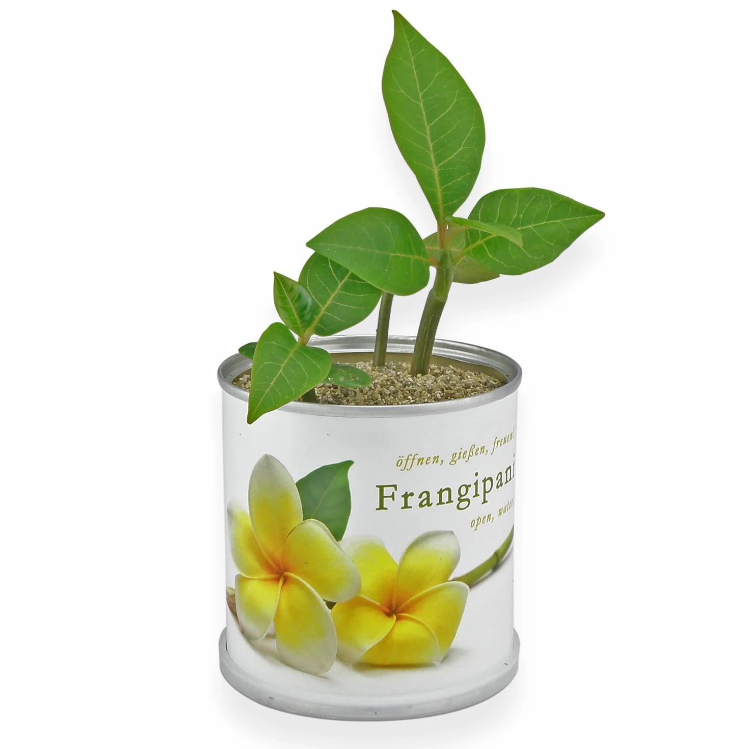 Flores en Caja de Lata Frangipani – Plumier de Macflowers
