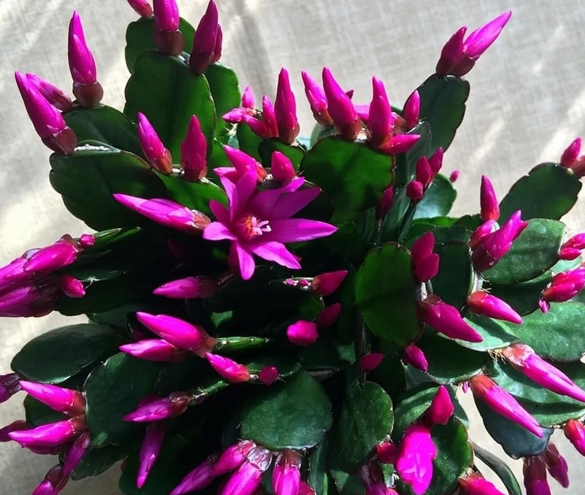 Schlumbergera cactus de Navidad santa teresita planta natural colores vibrantes fácil cuidado
