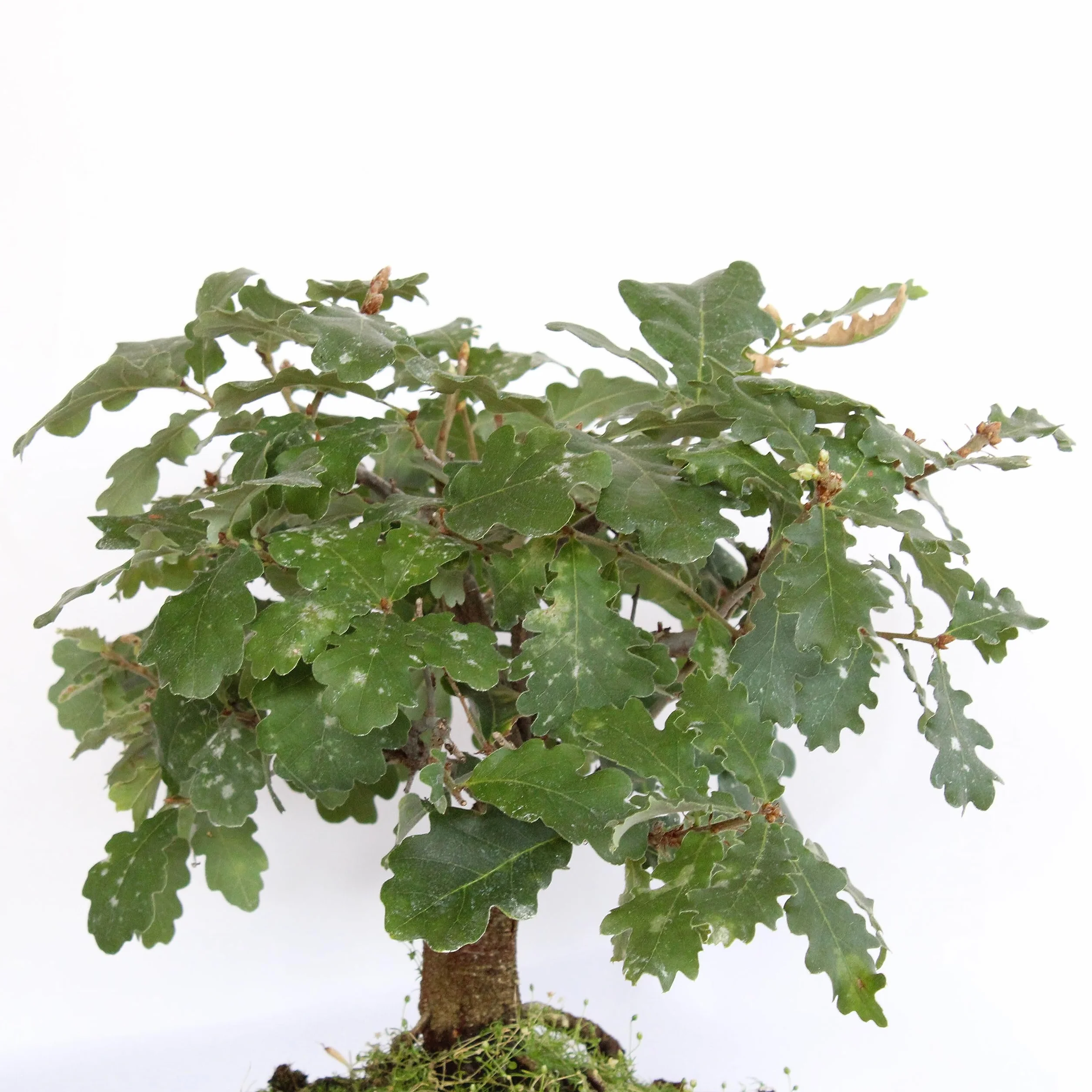 KENTIS - Bonsái Quercus Pubescens - Bonsái de Roble Pubescente Japonés - Maceta de Cerámica de Ø 21 cm H 25-35 cm