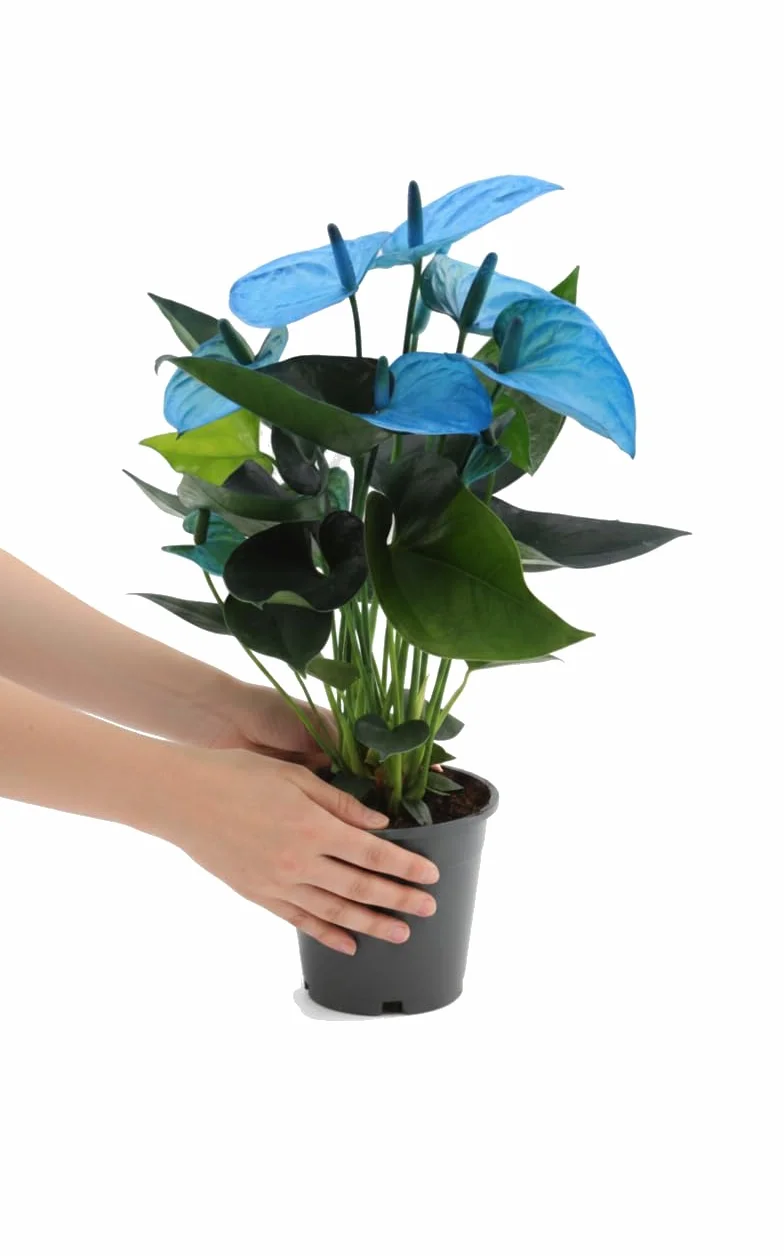 DECOALIVE Anthurium Andraeanum Azul - Planta de Interior con Flor Azul - Maceta de 12 cm 40-45 cm de Altura Planta Elegante de Interior para Regalo y Decoración para Rincones con Estilo