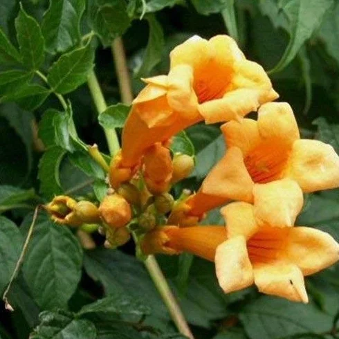 Semillas vid de trompeta amarillas Campsis radicans 15