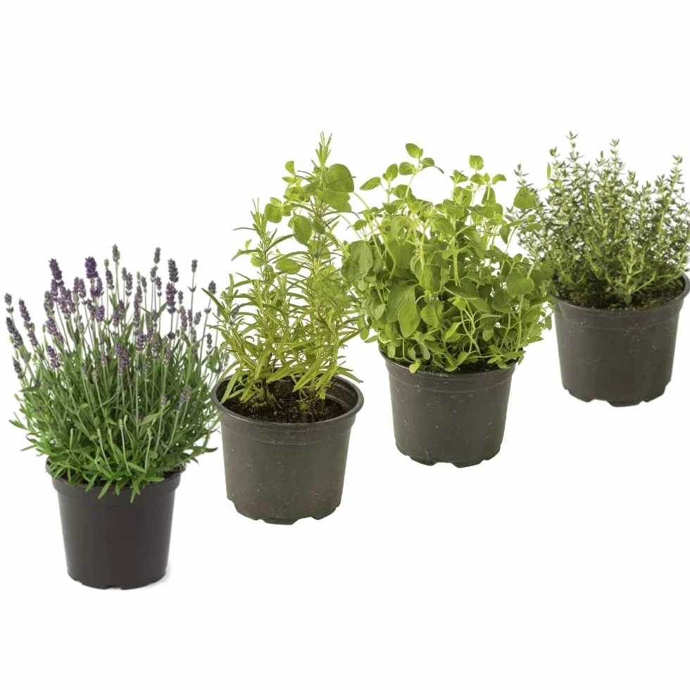 Set 4 Plantas Aromáticas Naturales Lavanda Romero Orégano Tomillo
