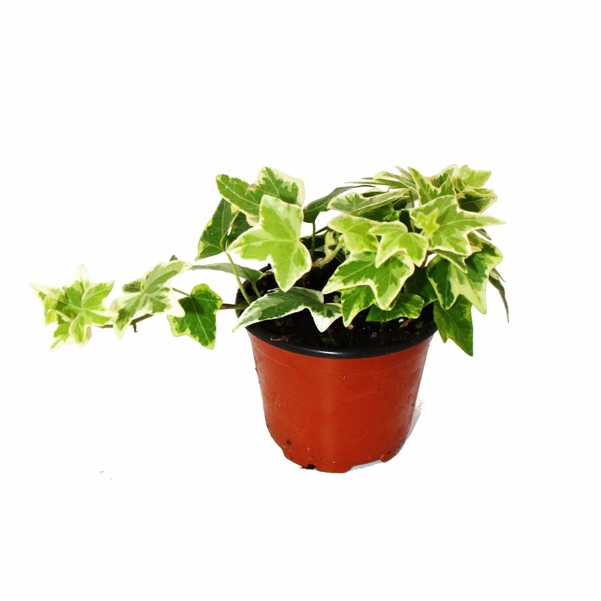Hedera helix bluszcz biało nakrapiane liście doniczka 9cm
