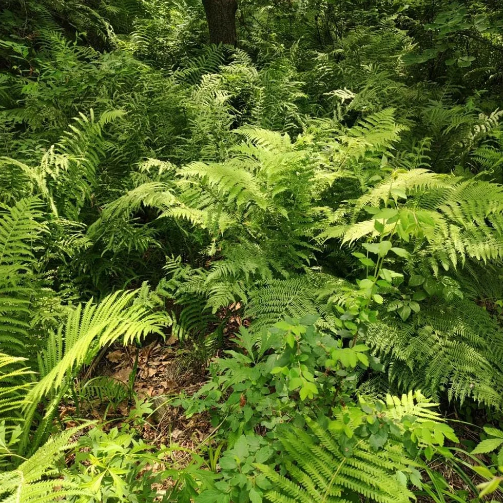 Helecho avestruz Minijardín orgánico semillas helecho sostenibles decoraciones jardín resistentes 200 semillas