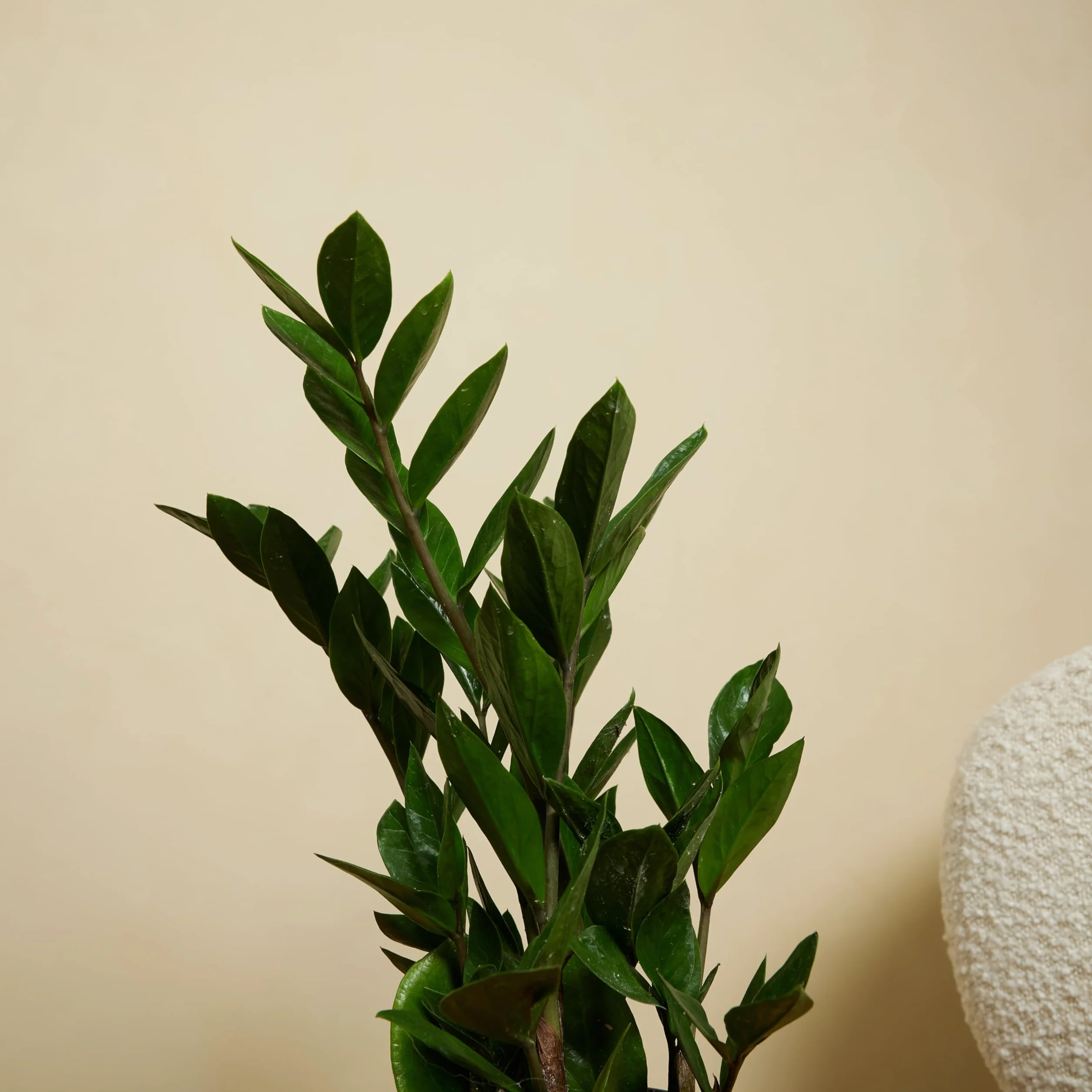 Bloomique Zamioculcas zamiifolia ZZ plant Planta de interior Purificadora 30-40 cm Maceta 12 cm