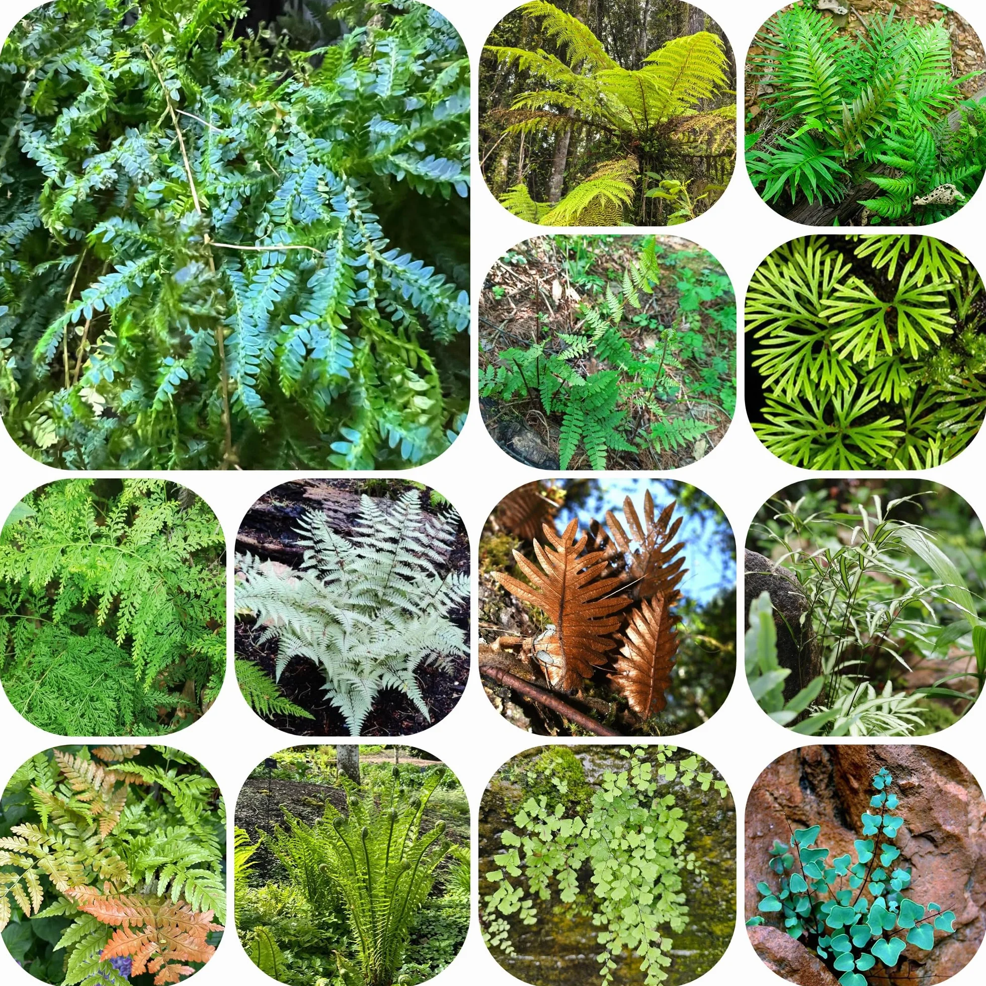 Helecho resistente semillas 400pcs para jardín