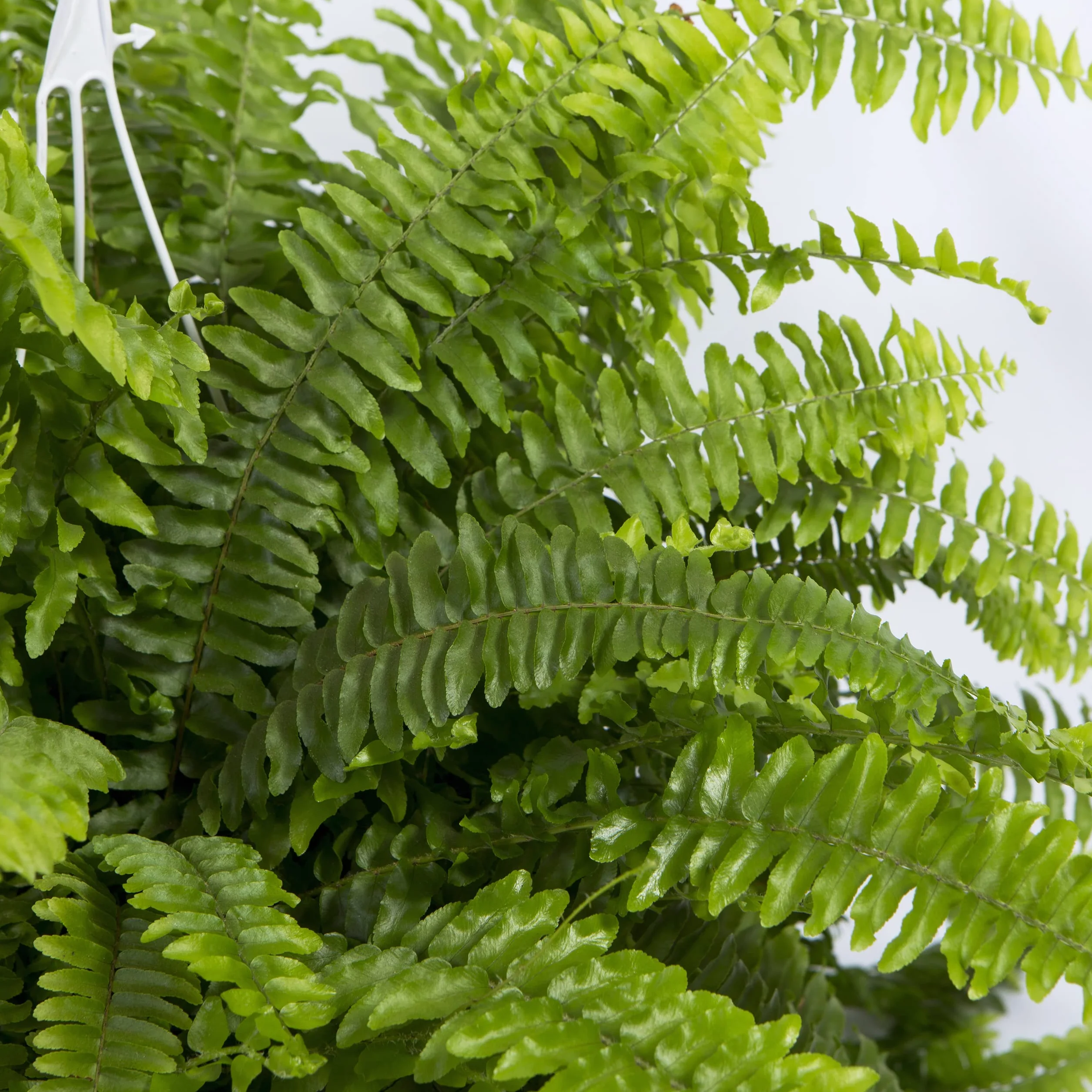 Cool Green - Plantas Naturales - Helecho Espada - Apta para Mascotas