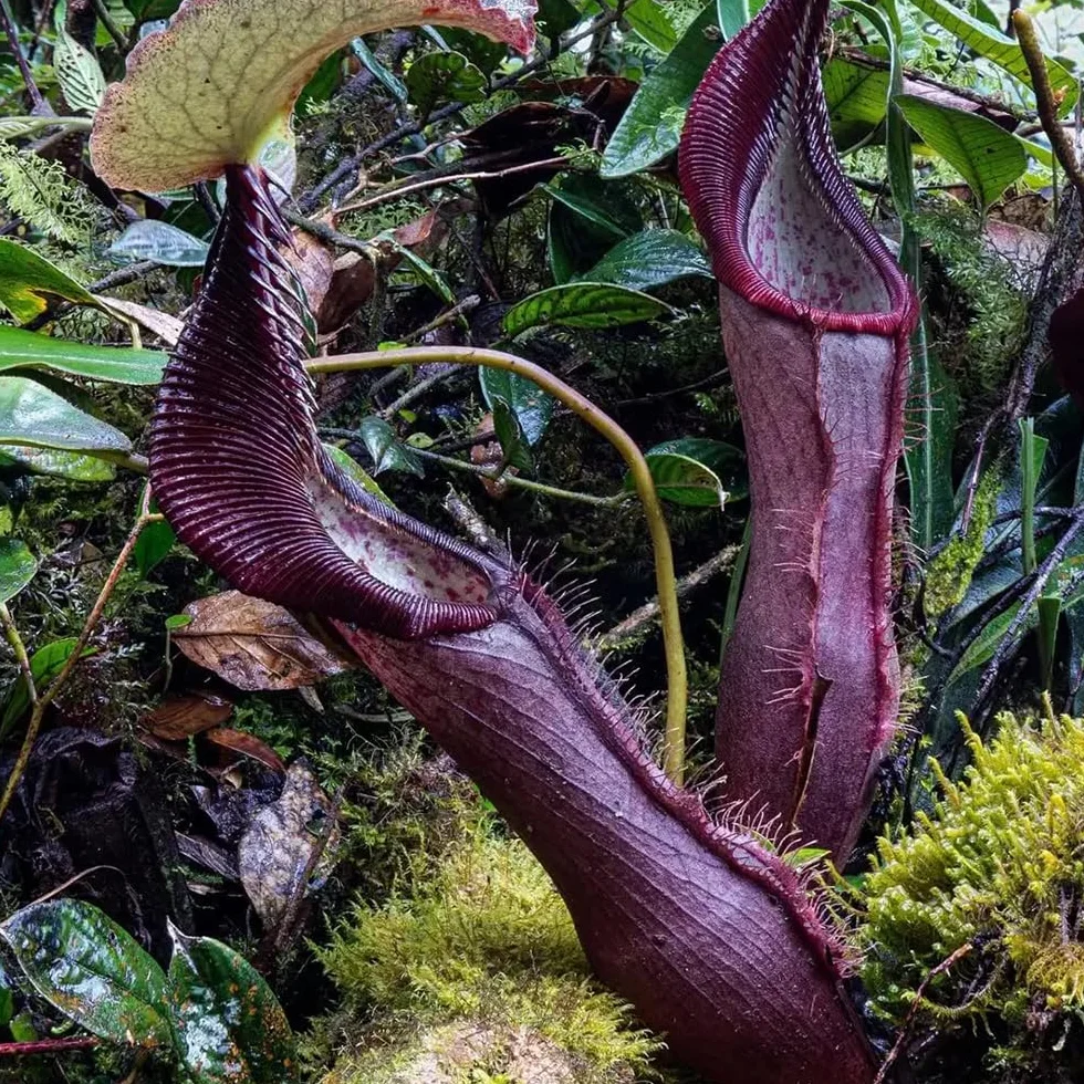 Nepenthes semillas de carnívora perenne resistente 150pcs
