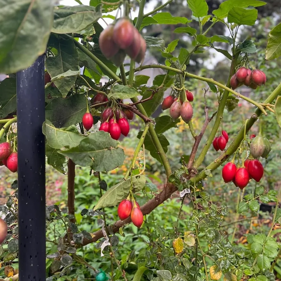Solanum betaceum semillas de tamarillo 25pcs