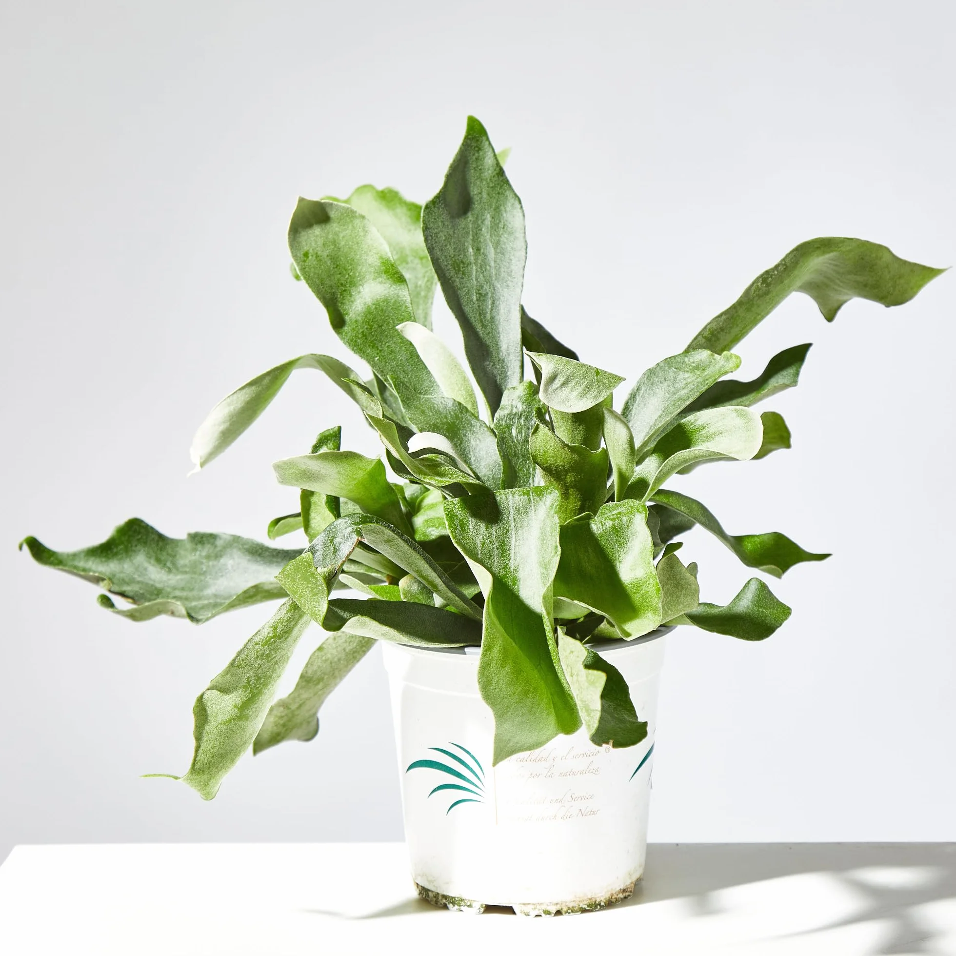 Verdecora Helecho Exterior maceta 3L Hojas Frondosas