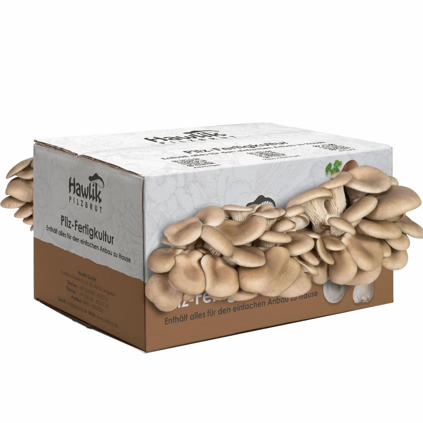 Hawlik Set de cultivo de setas de ostra - Kit pequeño para cultivar y cosechar setas frescas