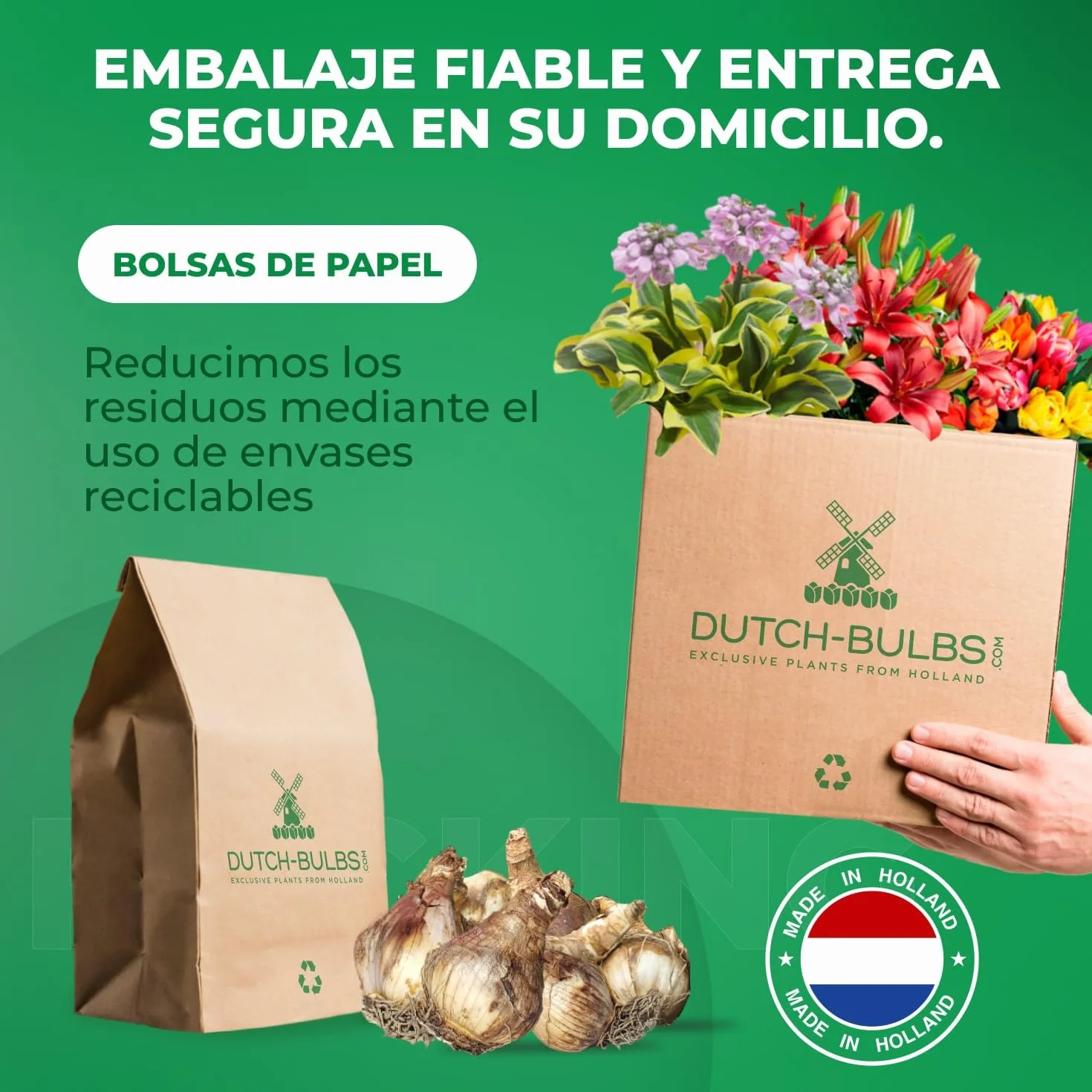 Bulbos de narcisos Spectrum 25 piezas perennes resistentes al invierno mezcla Holanda jardín maceta 6-7 variedades