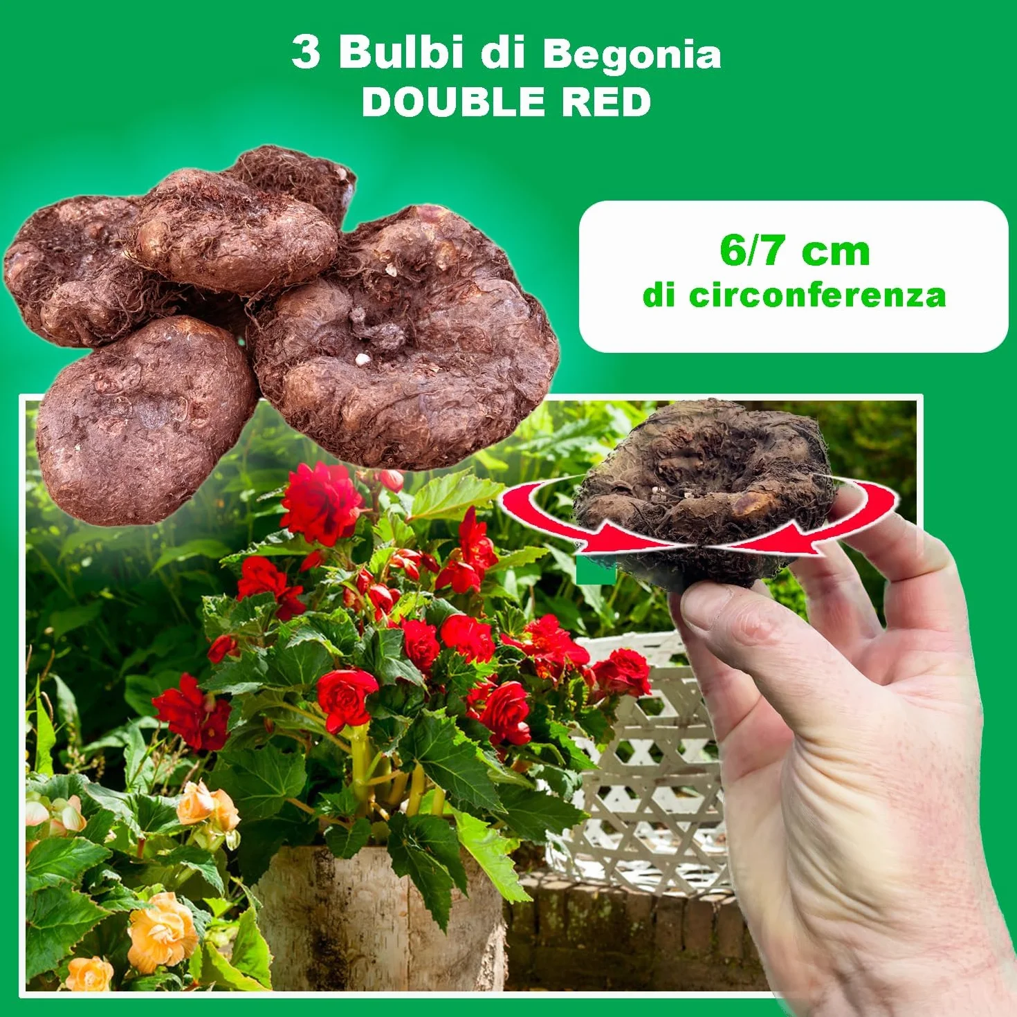 Bulbos de Begonia Doble Roja 3 uds. Selección exclusiva Holanda