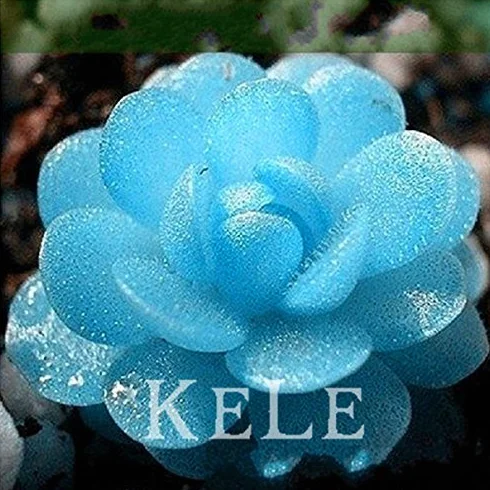 Lithops Semillas Piedras Vivas cacto suculento jardín orgánico a granel