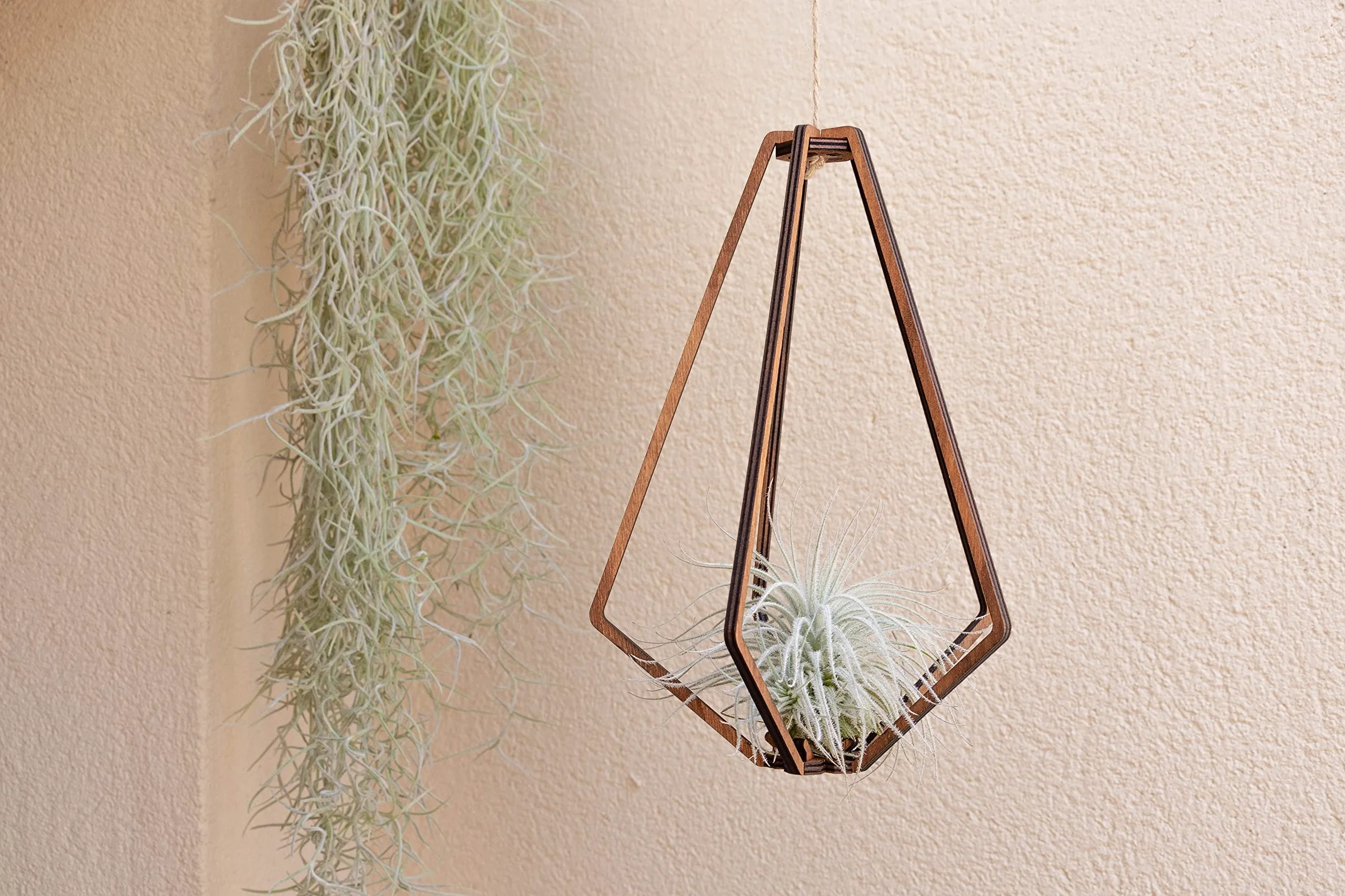 Tillandsia Usneoides Natural - Clavel del Aire - Planta Colgante de Exterior e Interior (50-60 cm)