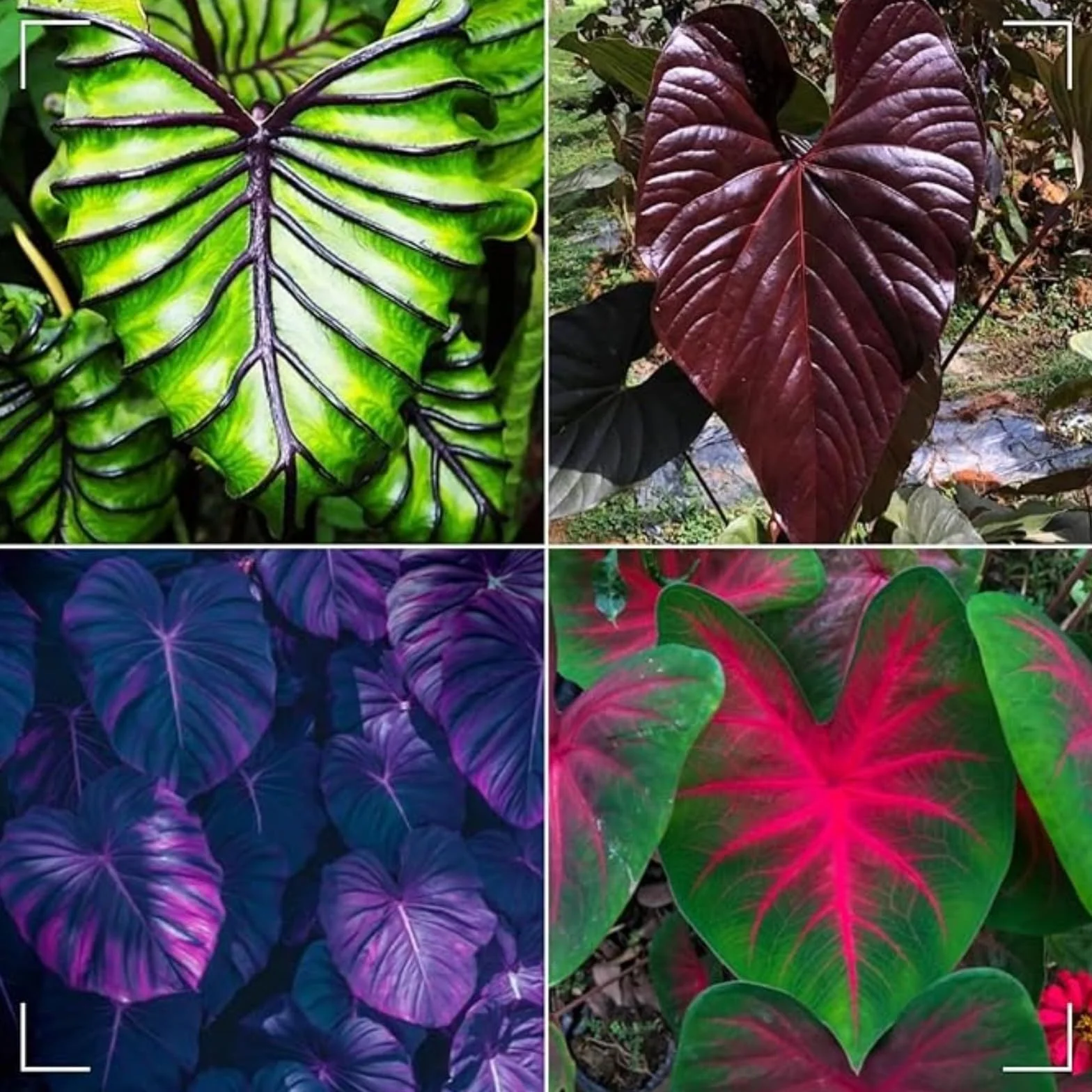 Colocasia bulbos oreja elefante plantas interior exterior natural 3 bulbos