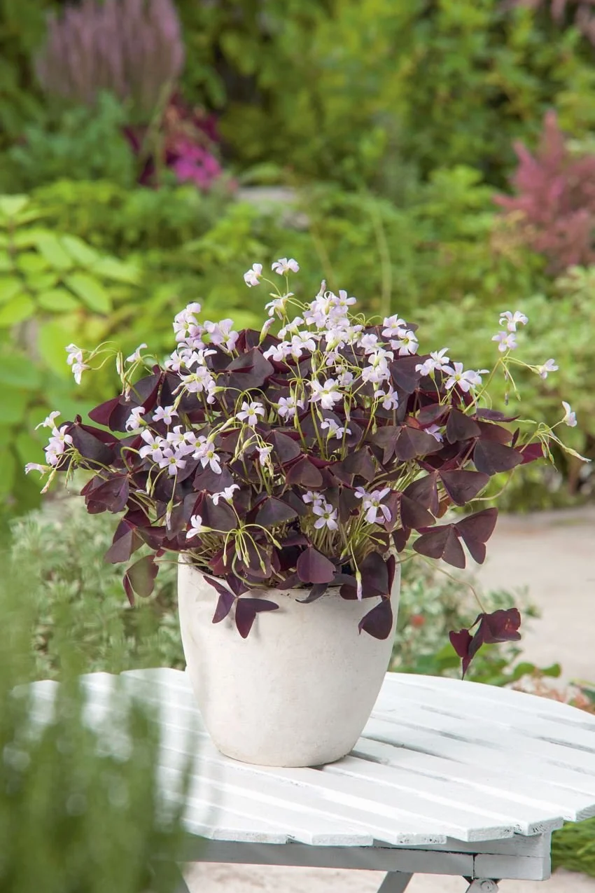 Oxalis Triangularis 5 bulbos