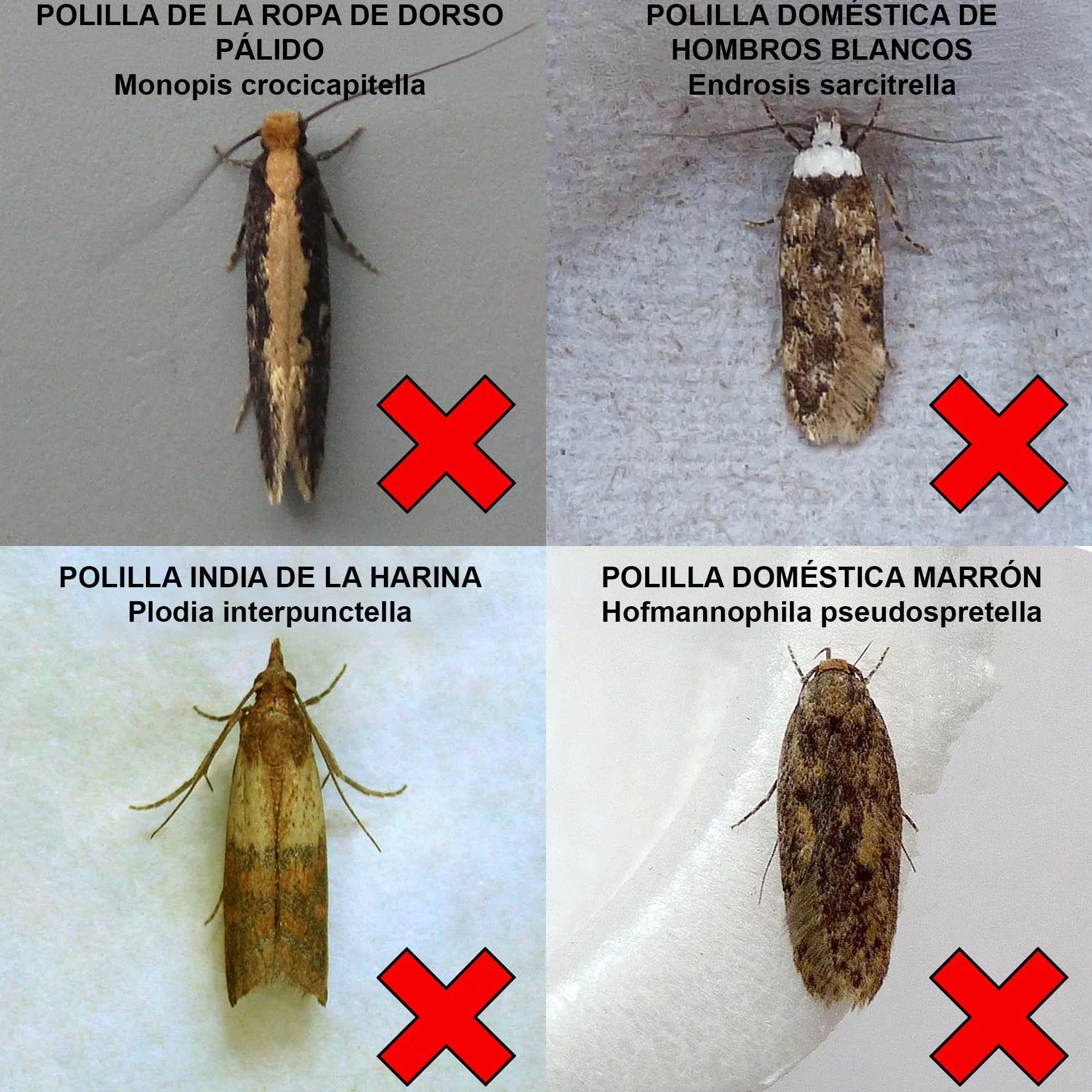 Entopest Almohadillas de feromonas para Polilla común de la Ropa - Recambio 10 uds