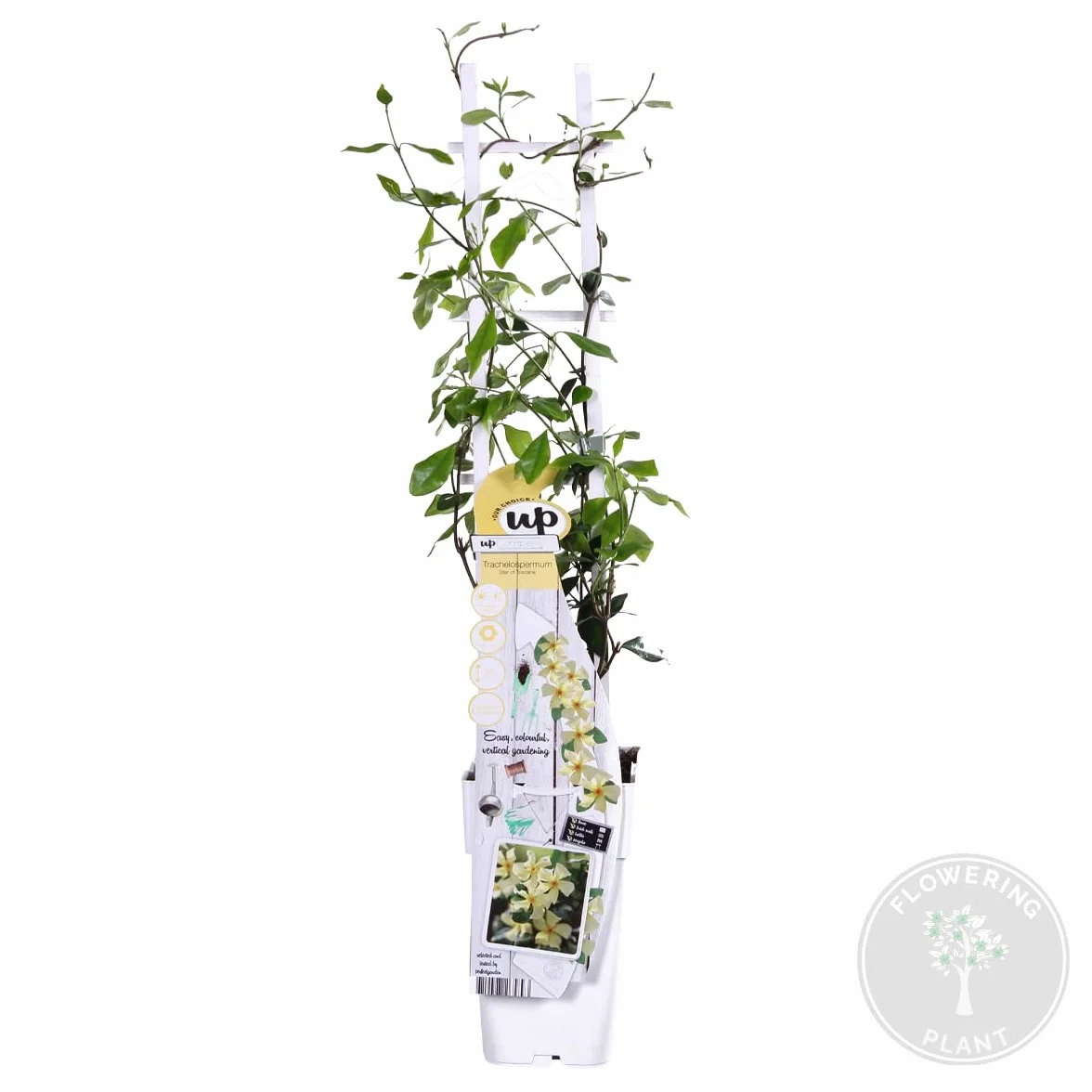 Trachelospermum jasminoides Jazmín toscano Amarillo Trepadora Resistente al frío Perenne Altura 50-70 cm Maceta 15 cm