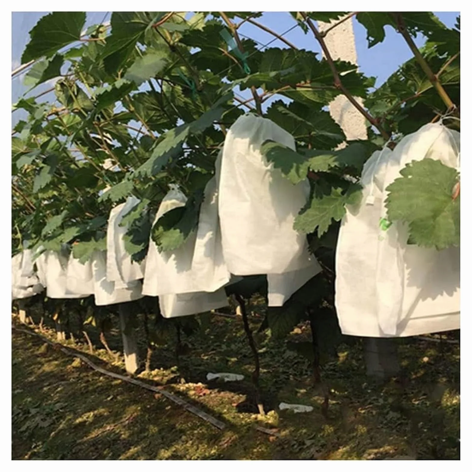 Bolsas Protectoras contra Insectos para Uvas, Bolsa de Malla Tela no Tejida for Frutas y Verduras, antiinsectos, for jardín(300x350mm 100PCS)