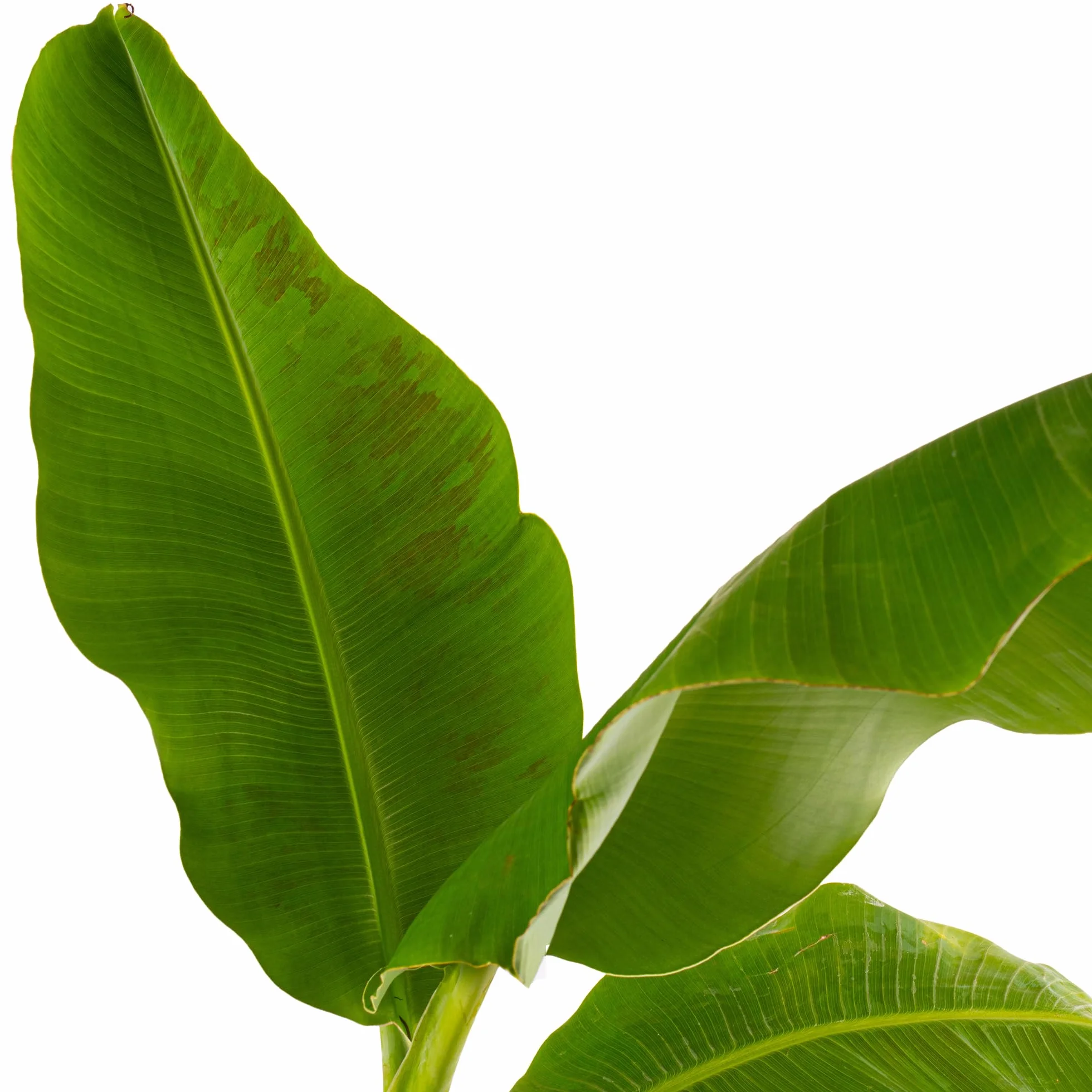 Musa Basjoo Árbol de plátano resistente para jardín maceta 12cm