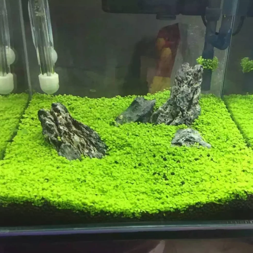 Haloppe Semillas de plantas de acuario para pecera decoración de hierba de agua planta de primer plano jardín