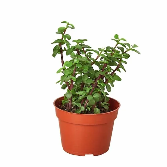 DECOALIVE Árbol de la Abundancia Planta Crasa para Interior y Exterior