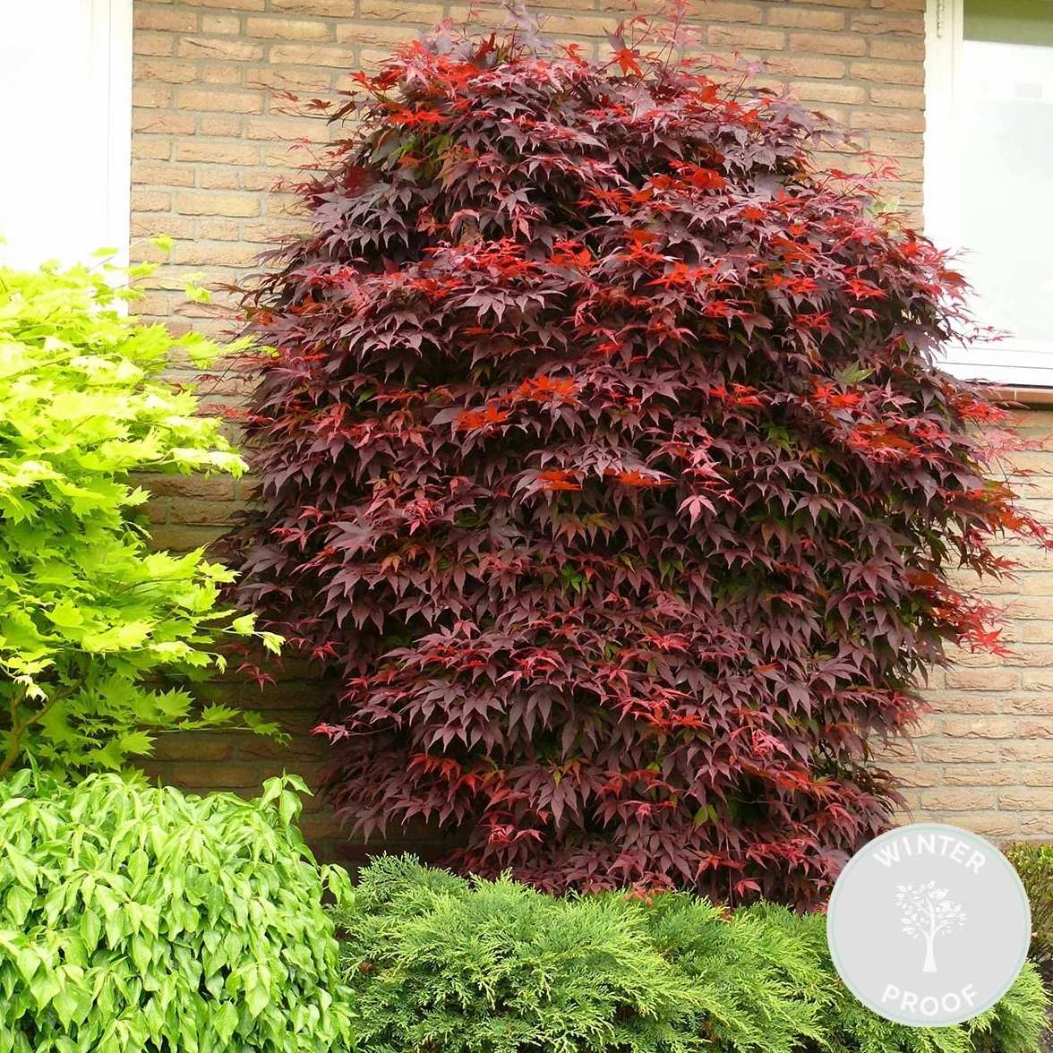 Bloomique Acer palmatum Atropurpureum Arce japonés Hoja variegada Plantas de jardín Resistente al frío Altura 20-30 cm Maceta 10,5 cm