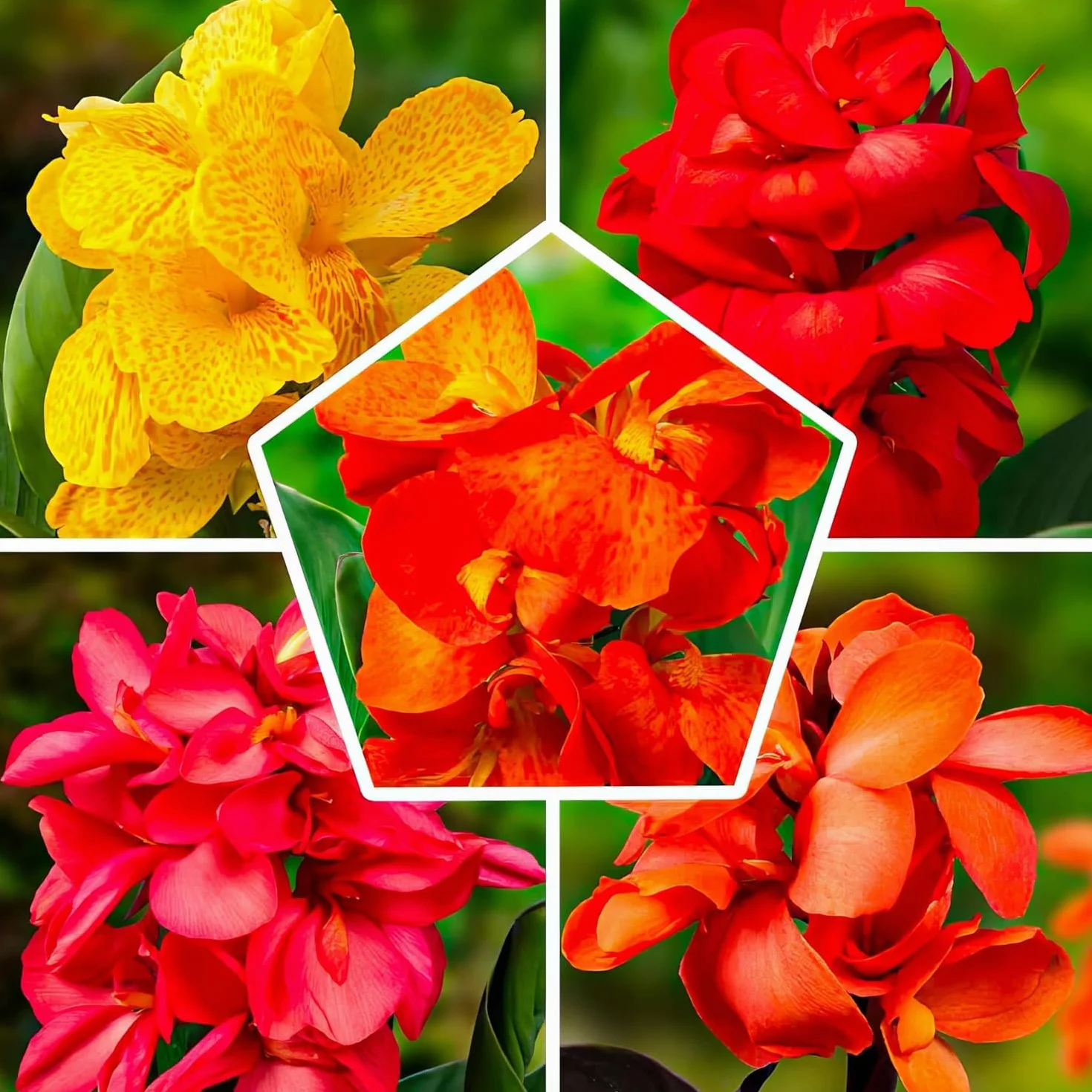Riesen Canna Mezcla - 5 Plantas Naturales Exterior de Holanda - Plantas Resistentes para Jardin, Macetas y Balcón