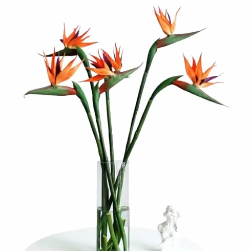 Bouquet de Strelitzia | DECOALIVE | Ramo de 10 Flores de Ave del Paraíso| Flores Frescas Naturales