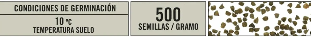 Delphinium ajacis Semillas de Flor 3,5 g – BATLLE Espuela Enana Variada Flor de Jacinto