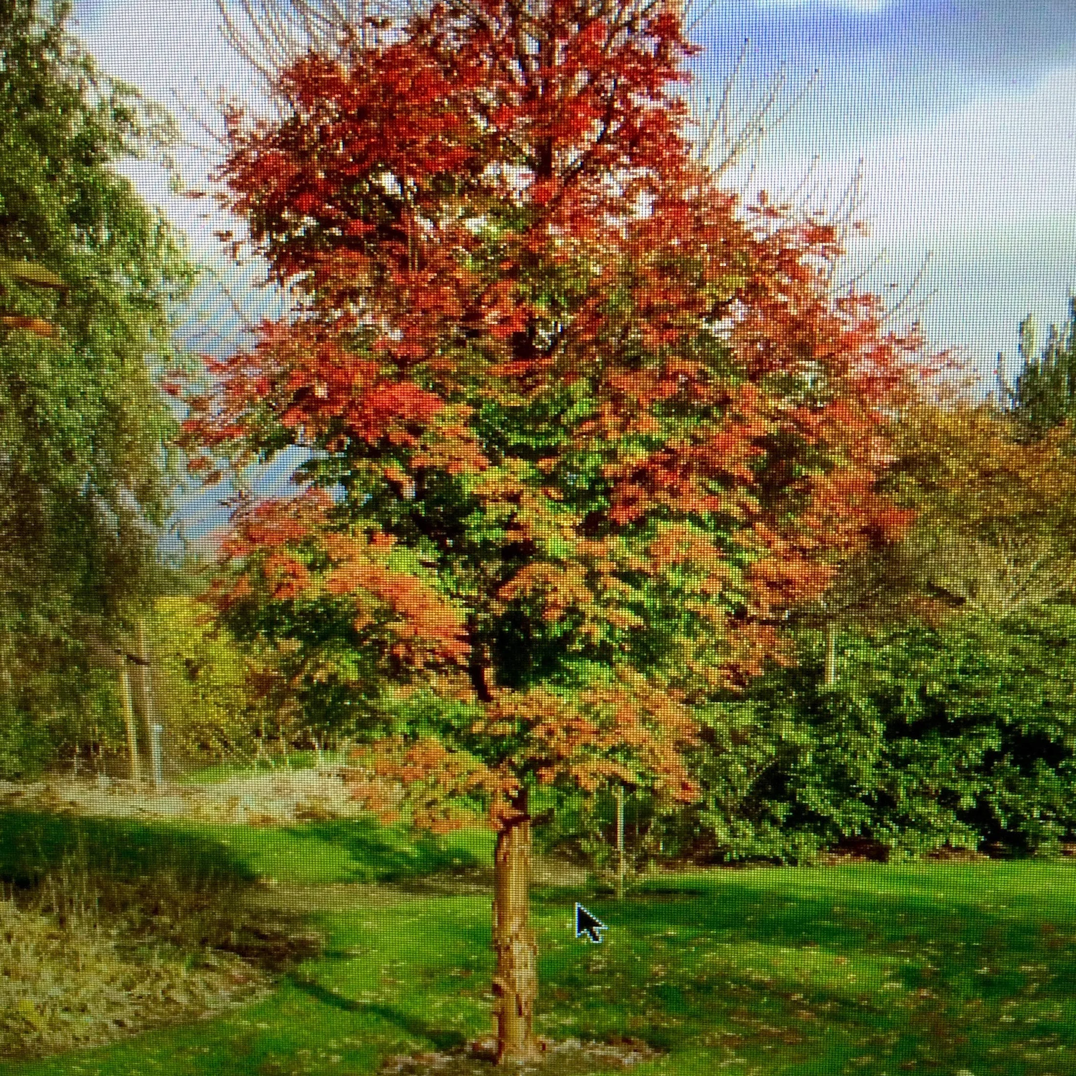Semillas de Acer Griseum (Acer de papel)