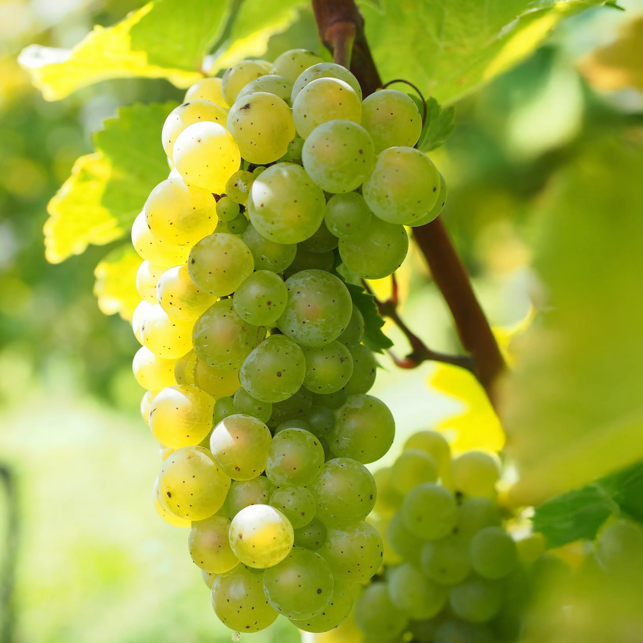 Vitis Vinifera Uva Blanco Set de 3 Maceta 9cm Altura 25-40cm