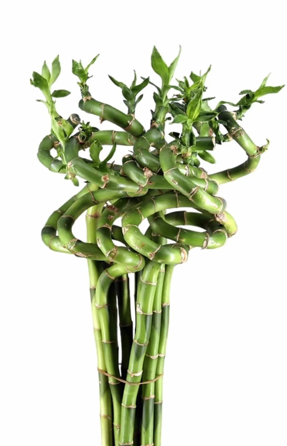 Segura Garden Bambú Lucky Espiral 50 cm Planta Decorativa Pack de 5