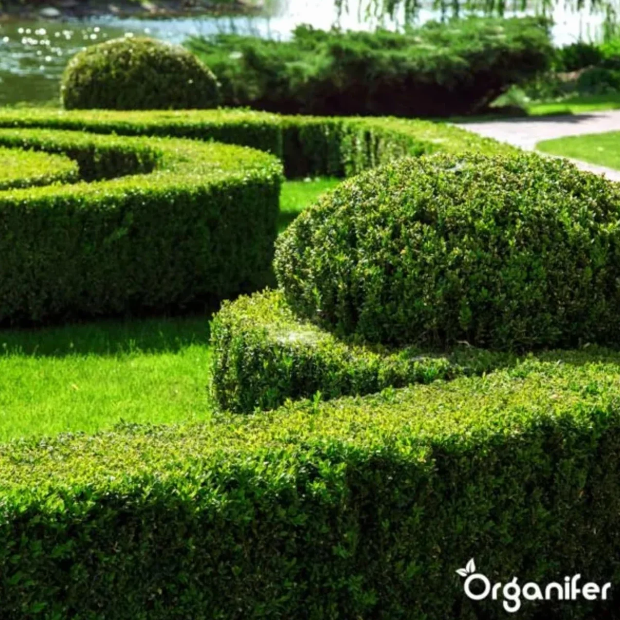 Organifer Buxus Vital 250 ml Concentrado Fertilizante para Setos Resistente