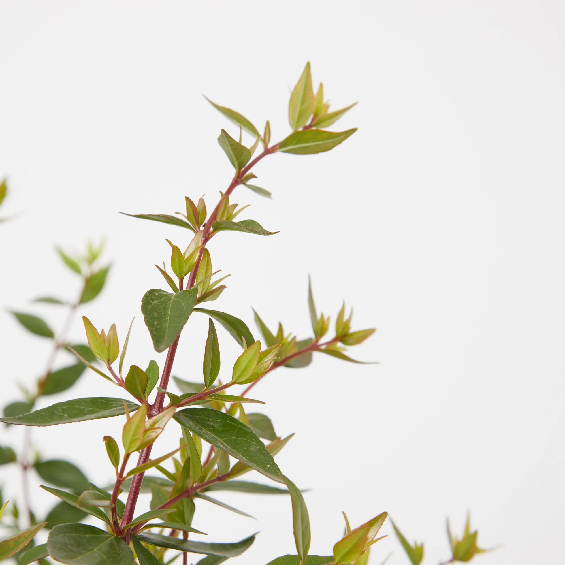 Verdecora Abelia en maceta 3L | Planta Natural de Exterior | Arbusto con Flores Aromáticas
