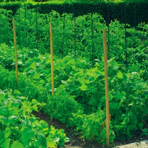 Rollo de Malla para ENTUTORA Plantas 2X100m, Apta para Todo Tipo de Plantas y arboles frutales, Gran aplicación, Resistente y Duradera. Red Enredadera para jardín, Balcones, huertos y decoración