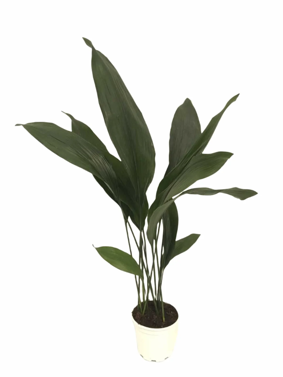 Verdecora Aspidistra Eliator Lurida Roślina Zielona Naturalna Wnętrze Doniczka Ø17cm 80cm