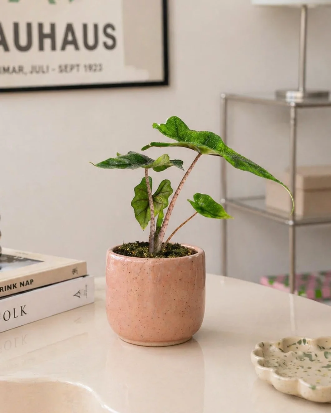 Alocasia Jacklyn PUR PLANT | Planta tropical de interior resistente | Hojas verdes recortadas | Maceta Ø6 cm