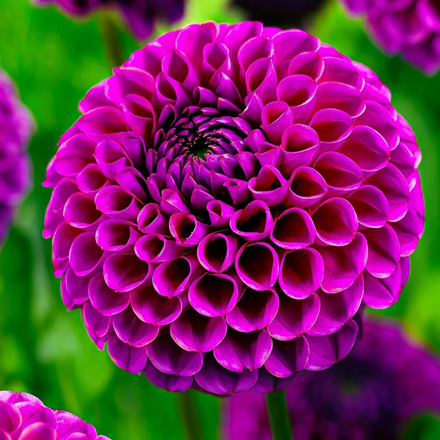 Dalias Pom Pom Moradas: Paquete Mixto 5 Variedades Bulbos Holanda Plantas Grandes Jardín Maceta