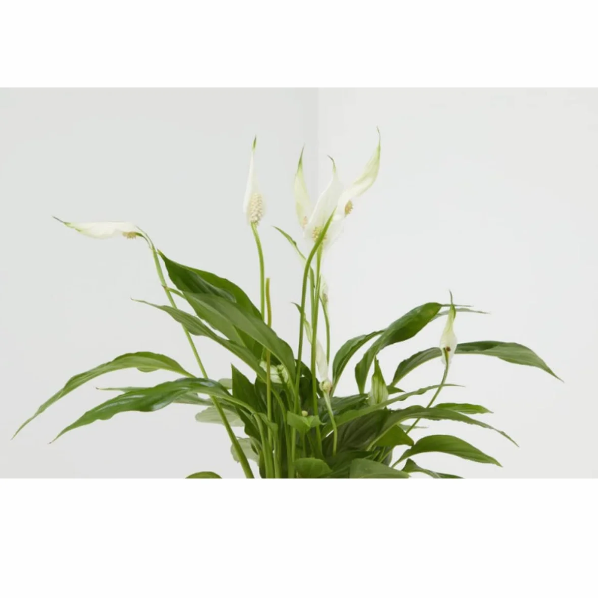 Verdecora Spathiphyllum Lirio de la Paz Espatifilo natural en maceta de Ø13cm Planta purificadora del aire 35cm