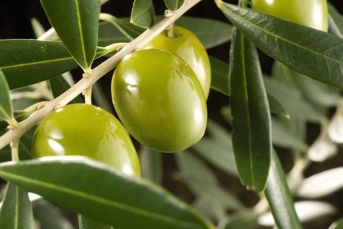 Abono Ecológico para Olivos, Almendros e Higueras 1 Litro | Alto contenido en Humus | Floración, Mejora del Fruto