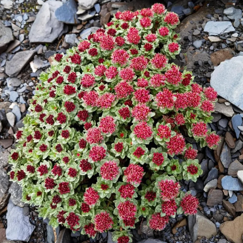 Semillas de Sedum para Techos Verdes, Cubierta Perenne Resistente 50pcs