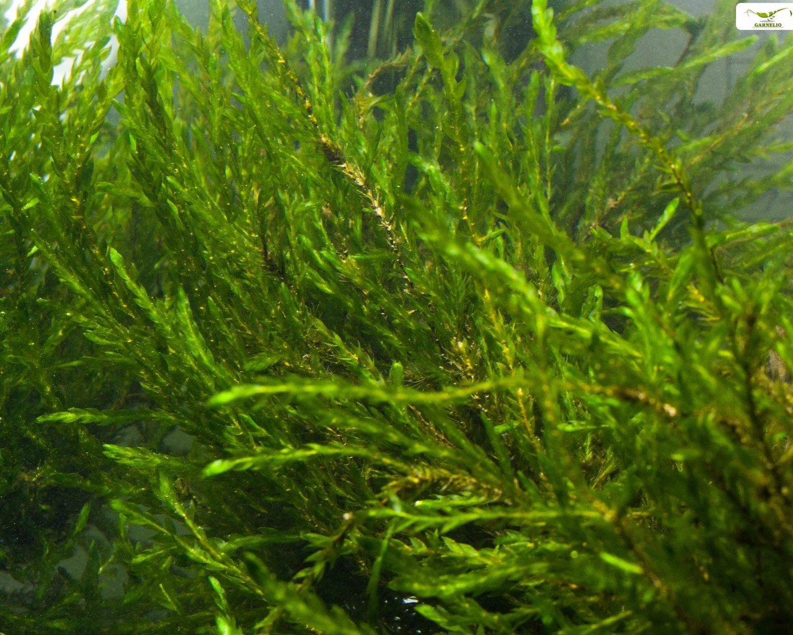 Fontinalis antipyretica Musgo de estanque y acuario verde perenne resistente al invierno